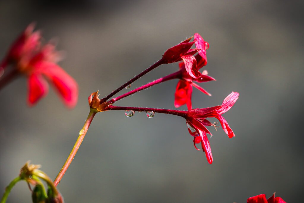 Photo de fleurs prise par le blog les reveries de Leslie, fleur rouge, flou artistique