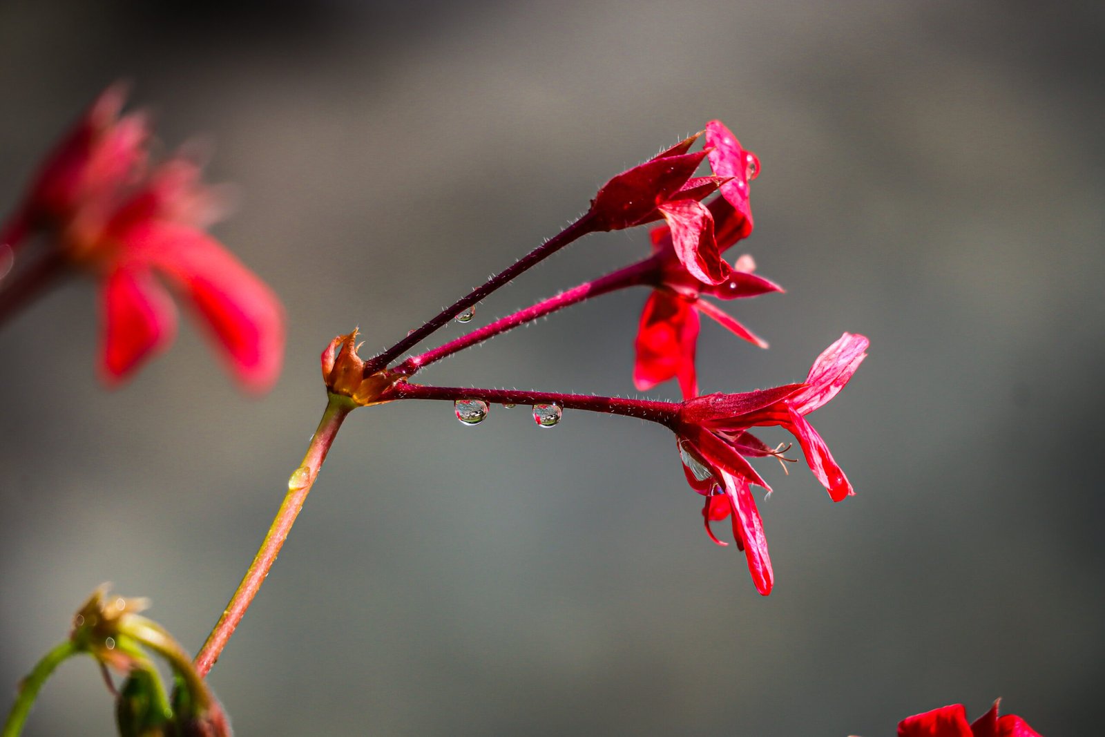 Photo de fleurs prise par le blog les reveries de Leslie, fleur rouge, flou artistique
